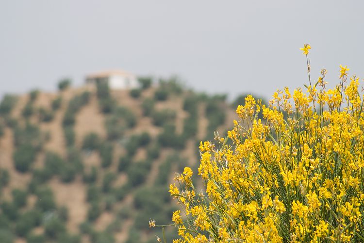 Am Stausee (Andalusien - Ronda - Jerez)