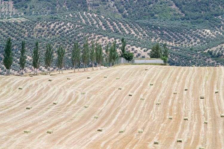 Campotejar (Andalusien - Cordoba - Granada)
