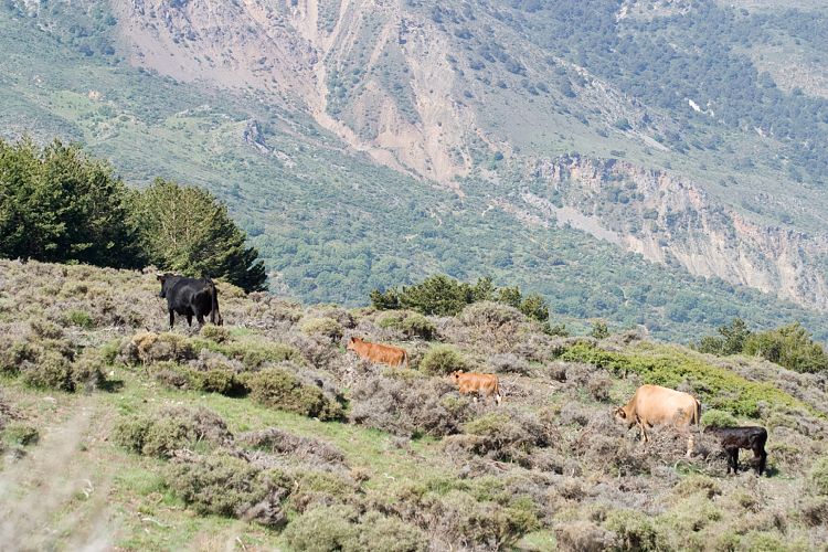 Sierra Nevada (Andalusien - Granada)