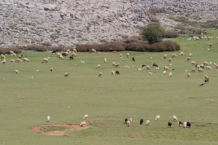 Weg zur Ideon Andron (Kreta - Fahrt Nida-Hochebene)