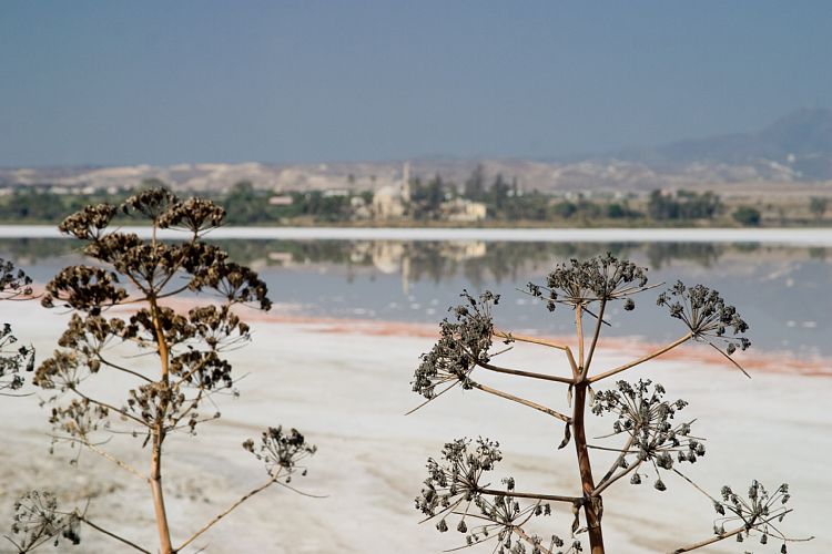 Salzsee - Chala Sultan Tekke (Zypern - Der Sden)