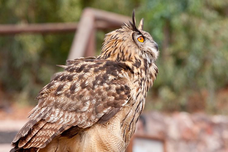 Oasis Park (Fuerteventura - Oasis Park)