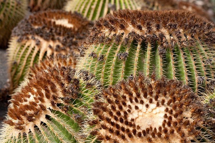 Oasis Park (Fuerteventura - Oasis Park)