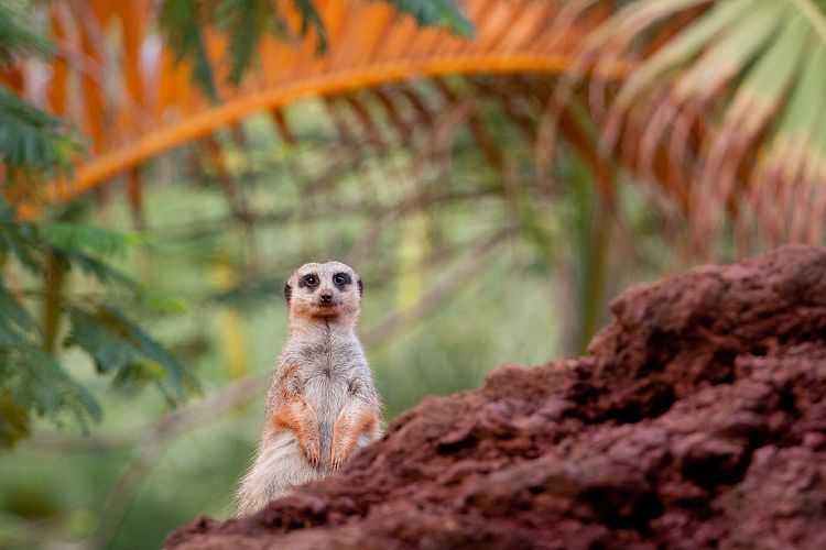 Oasis Park (Fuerteventura - Oasis Park)