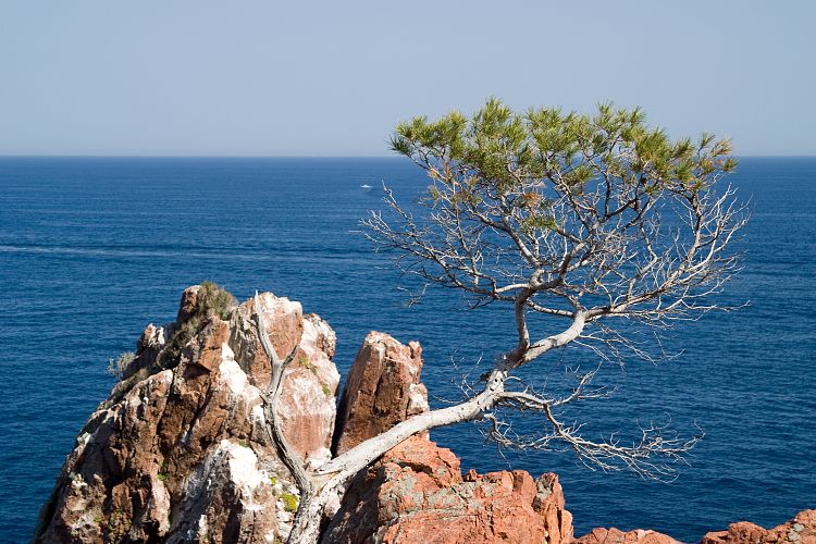 Cap Dramont (Cote d'Azur - Wanderung)