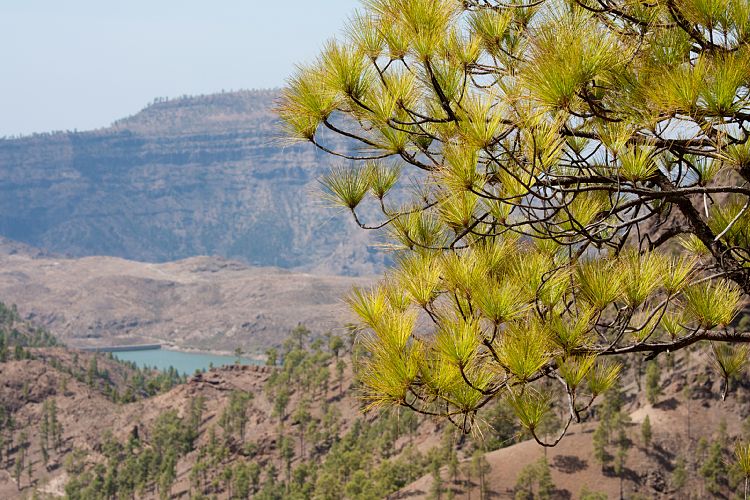 Cruz Grande - La Manzanilla (Gran Canaria - Cruz Grande)