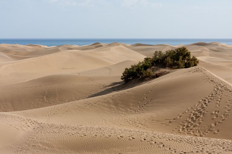 Dne bei Playa Ingls (Gran Canaria - Palmitos Park)