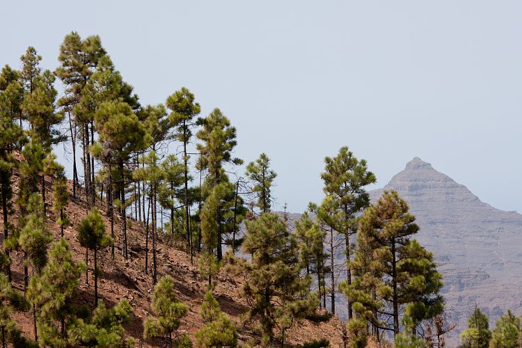 Gran Canaria 2011 - Montaa de Tauro