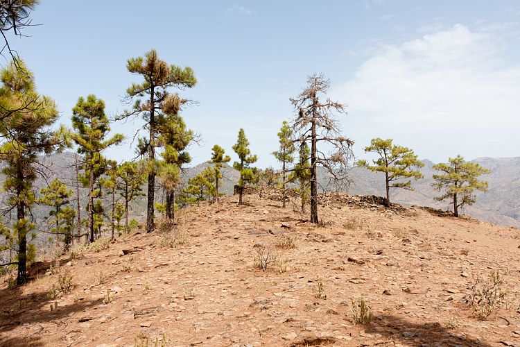 Montaa de Tauro (Gran Canaria - Montaa de Tauro)