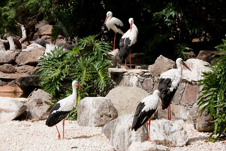 Palmitos Park (Gran Canaria - Palmitos Park)