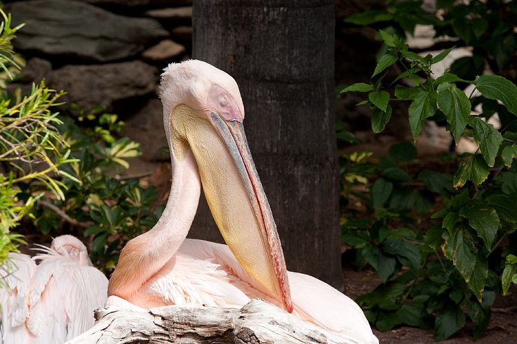 Palmitos Park (Gran Canaria - Palmitos Park)