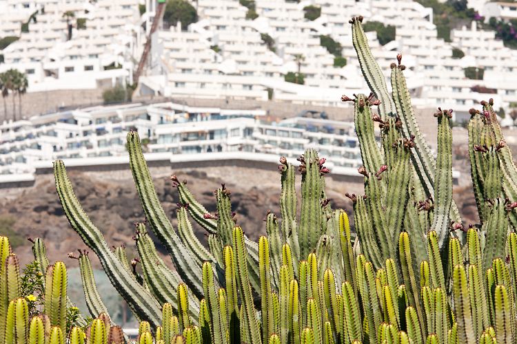 Puerto Rico (Gran Canaria - Sdkste)