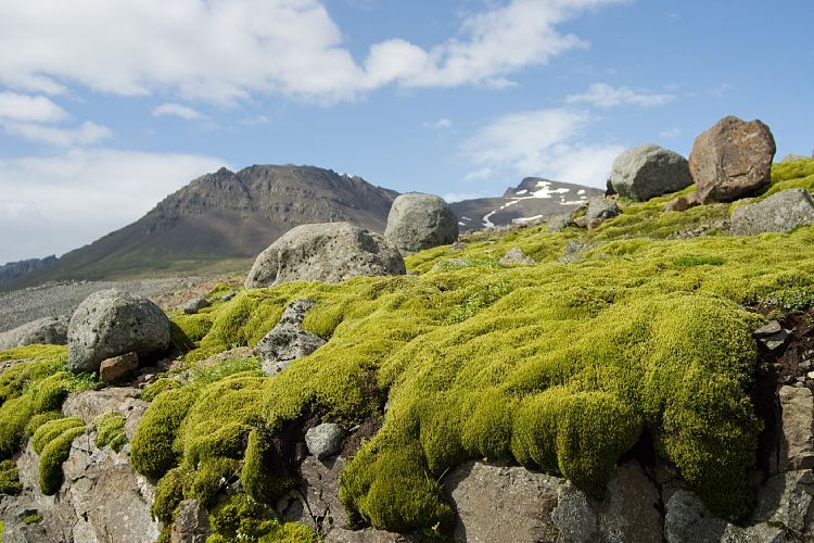Sklafellsjkull (Island - Skaftafell - Hvoll)