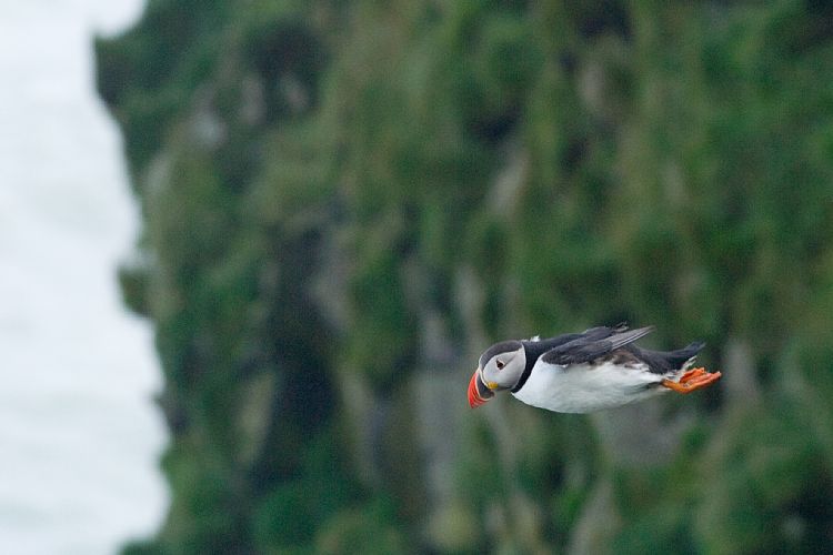 Vogelfelsen Inglfshfi (Island - Skaftafell)