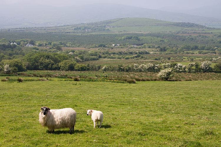Camp (Irland - Ballyvaughn - Dingle)
