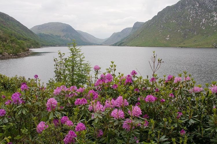 Glenveagh Castle (Irland - Bushmills - Killybegs)