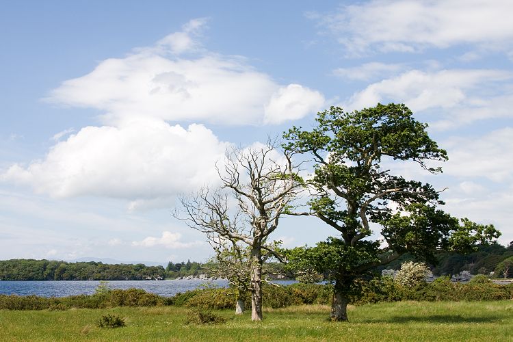Killarney National Park (Irland - Dingle - Killarney)