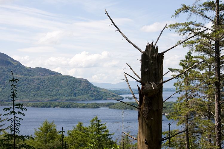 Killarney National Park (Irland - Dingle - Killarney)