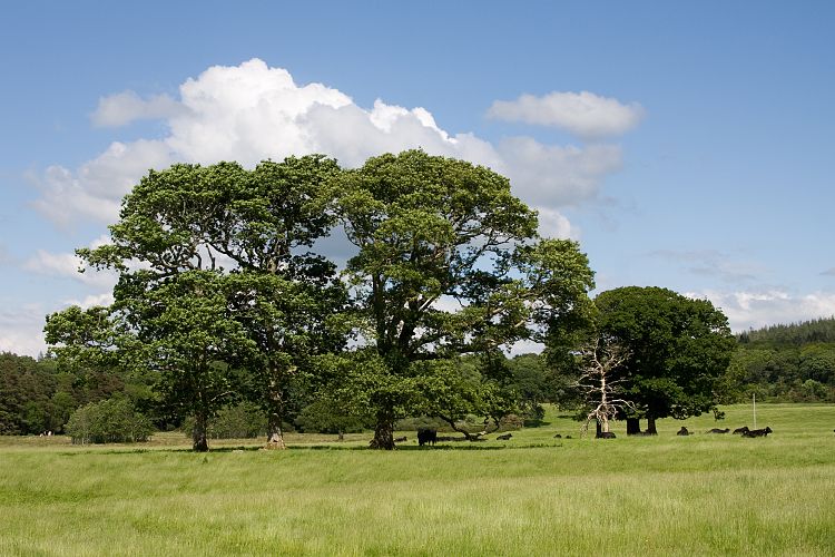 Killarney National Park (Irland - Dingle - Killarney)
