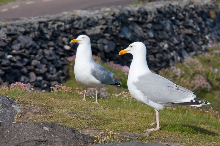 Slea Head Drive (Irland - Ballyvaughn - Dingle)