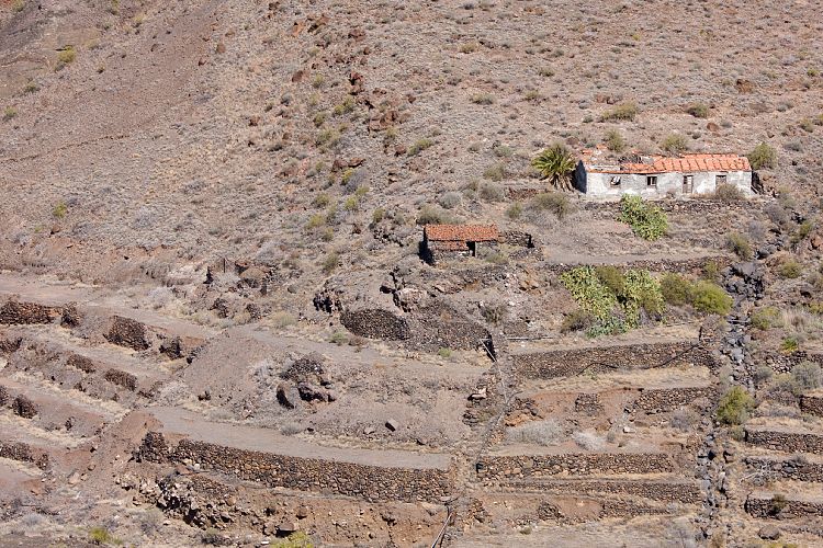 Alojera (La Gomera - 20081015)