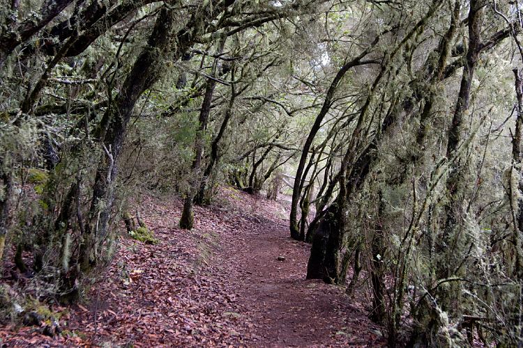 El Cedro Wanderung (La Gomera - 20081019)