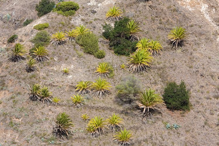Hermigua (La Gomera - 20081019)