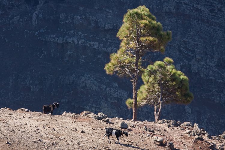 Weg Arure - La Calera (La Gomera - 20081014)