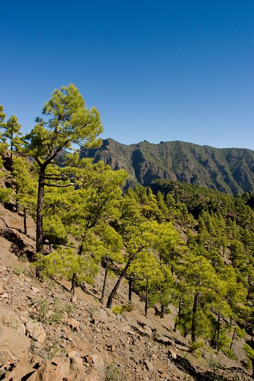 Wanderung zum Pico Bejenado (La Palma - 20031215)