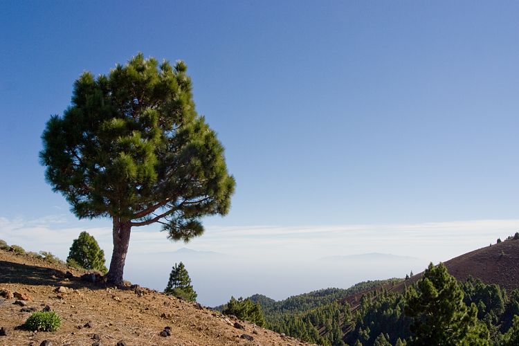 Wanderung zum Pico Birigoyo (La Palma - 20031214)