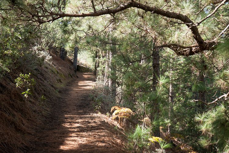 Aufstieg zum Birigoyo (La Palma - Pico Birigoyo)