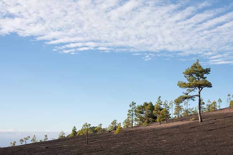 Camino Cabeza de Vaca (La Palma - Sden)