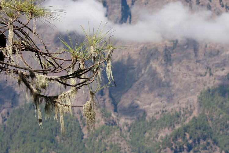 Cumbrecita (La Palma - Cumbrecita)