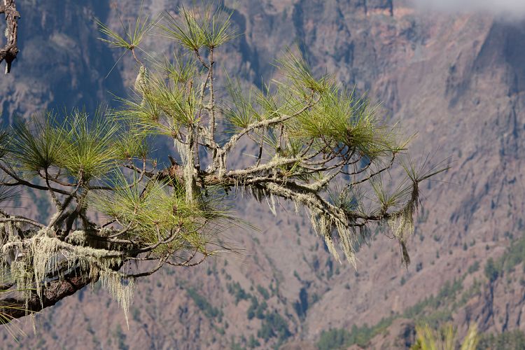 Cumbrecita (La Palma - Cumbrecita)