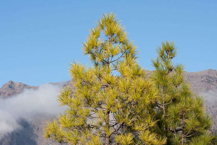Cumbrecita (La Palma - Cumbrecita)