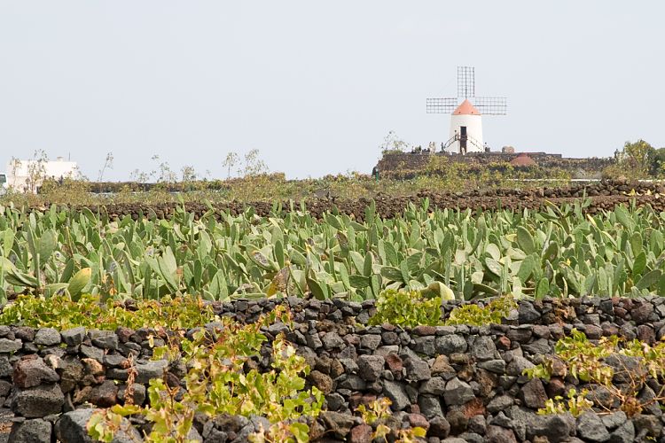 Jardin de Cactus (Lanzarote - Manrique-Tour)