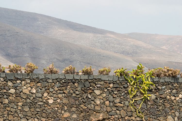 Jardin de Cactus (Lanzarote - Manrique-Tour)
