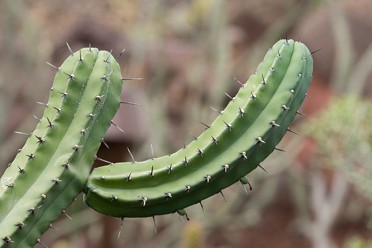 Jardin de Cactus (Lanzarote - Manrique-Tour)