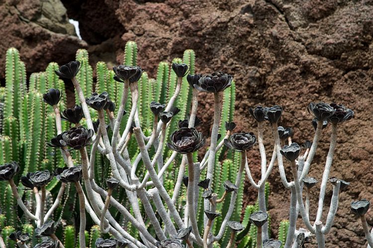 Jardin de Cactus (Lanzarote - Manrique-Tour)