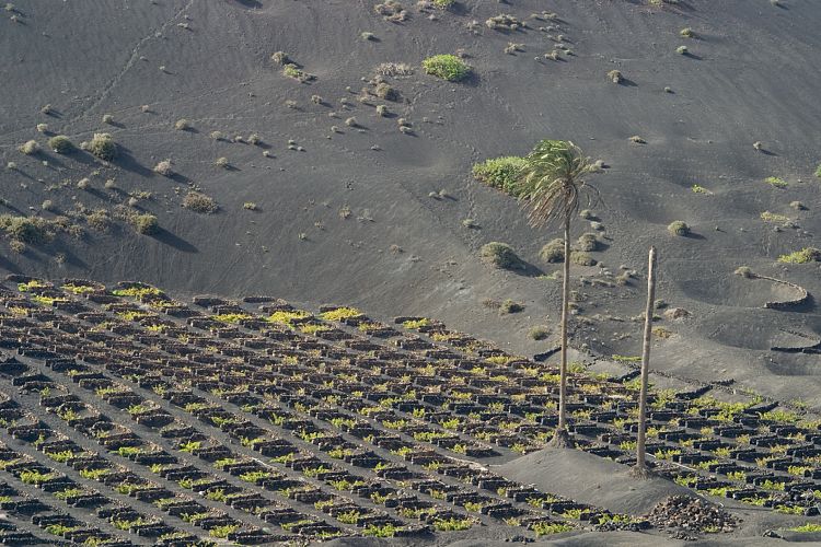 La Geria (Lanzarote - Timanfaya)