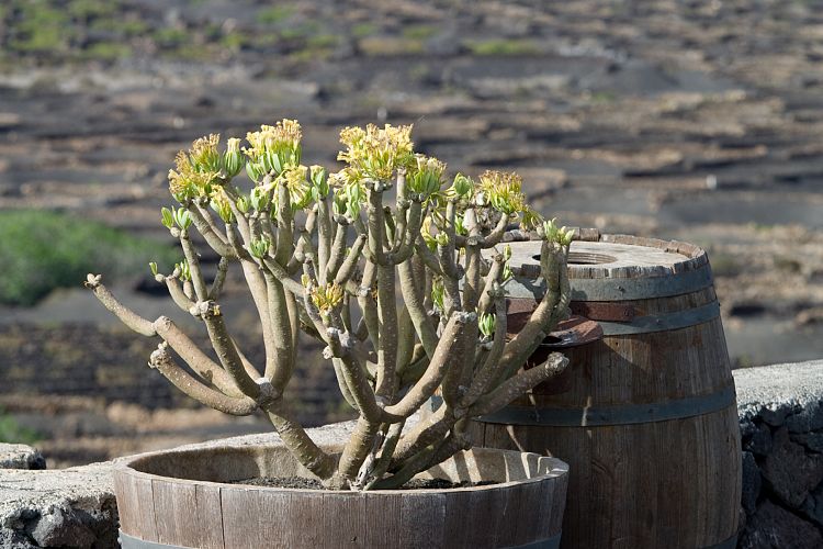 La Geria (Lanzarote - Timanfaya)