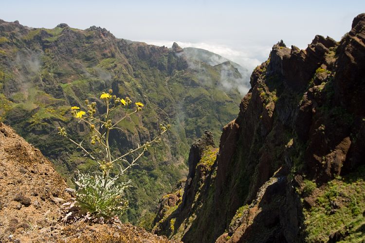 Arieiro - Ruivo (Madeira - Pico do Arieiro)