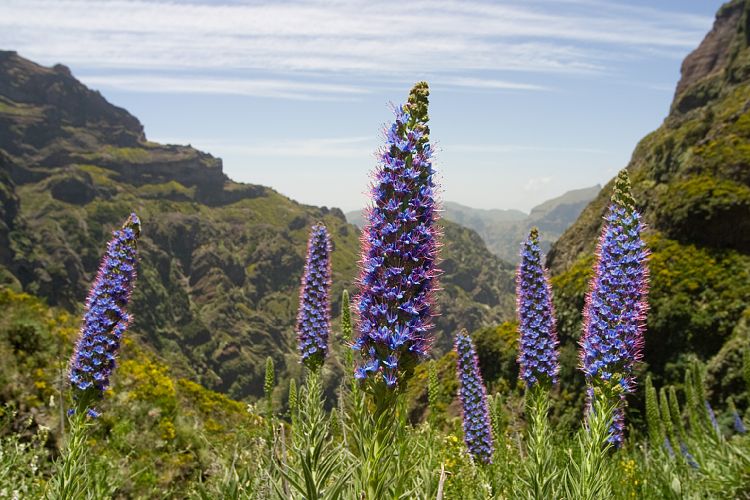Arieiro - Ruivo (Madeira - Pico do Arieiro)