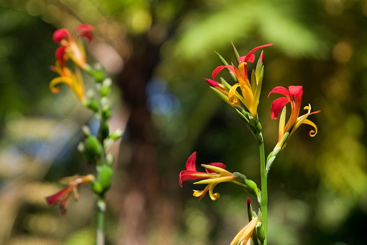 Blandy's Garden (Palheiro Gardens) (Madeira - Bei Funchal)