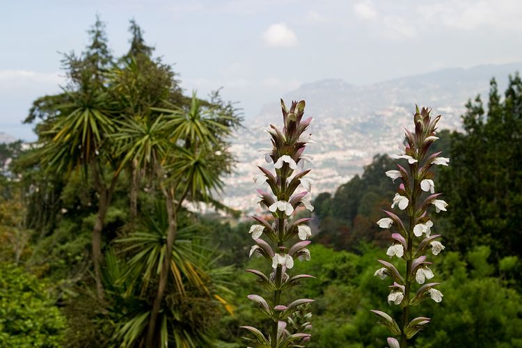 Blandy's Garden (Palheiro Gardens) (Madeira - Bei Funchal)
