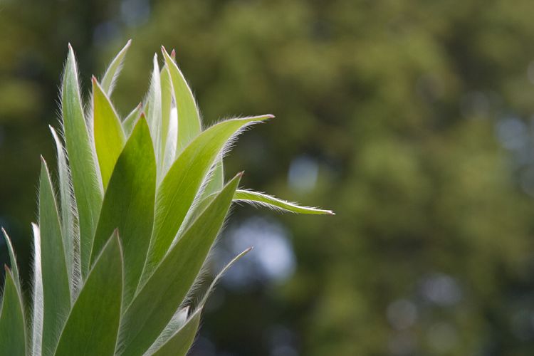 Blandy's Garden (Palheiro Gardens) (Madeira - Bei Funchal)