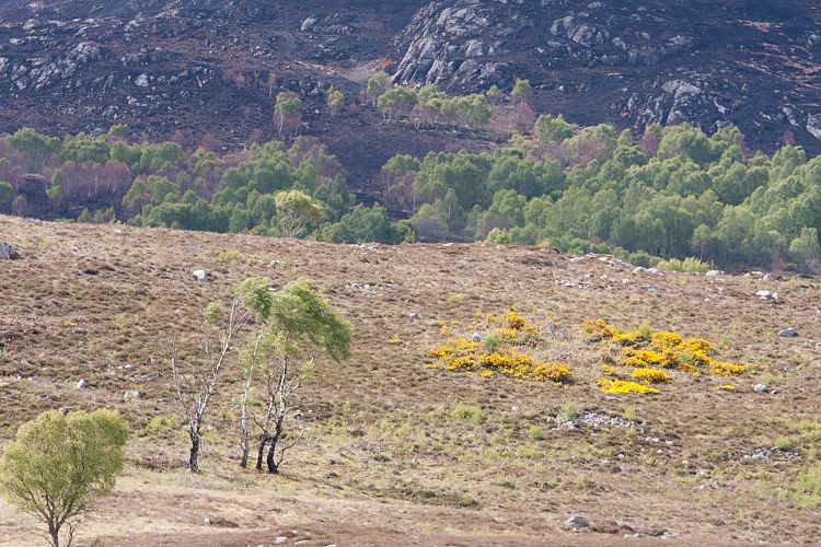 A833 (Schottland - Laide - Inverness)