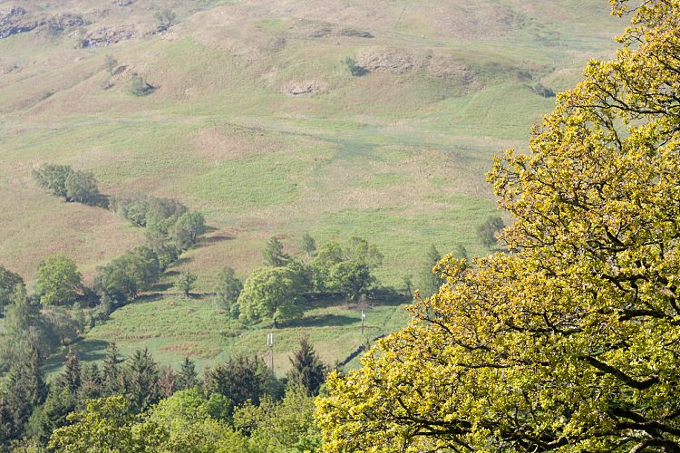 Loch Lomond (Schottland - Loch Lomond - Loch Ness)