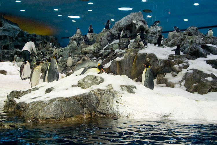 Loro Parque (Teneriffa - Loro Parque und Teno)