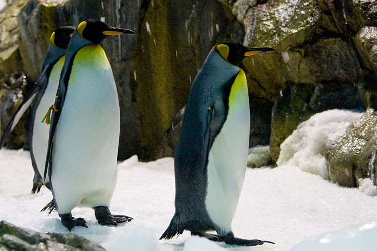 Loro Parque (Teneriffa - Loro Parque)